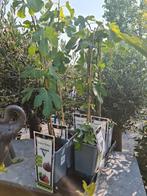 Vijgenboom Ficus Carica 'Brown Turkey ', Ophalen, Vijgenboom