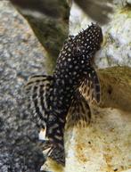 Mooie ancistrussen, Vis, Zoetwatervis