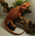 Mooie rode baardagaam., Animaux & Accessoires, Reptiles & Amphibiens, Domestique, 3 à 6 ans, Lézard