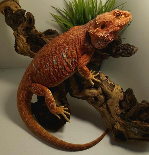 Mooie rode baardagaam., Animaux & Accessoires, Reptiles & Amphibiens, Lézard, 3 à 6 ans, Avec terrarium, Domestique