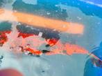 Koi, Dieren en Toebehoren, Karper of Koi