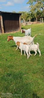 Koppel boergeiten met 2 lammetjes, Geit