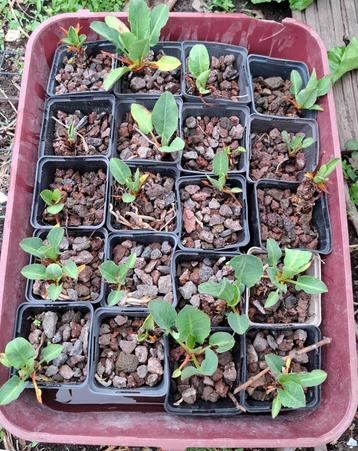 Vijverplanten  beschikbaar voor biedingen