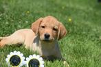 Labrador pups geboren in Belgie op 02/05/'25, België, 8 tot 15 weken, Labrador retriever, Meerdere