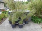 Planten : bamboe, Tuin en Terras, Planten | Tuinplanten, Ophalen, Vaste plant