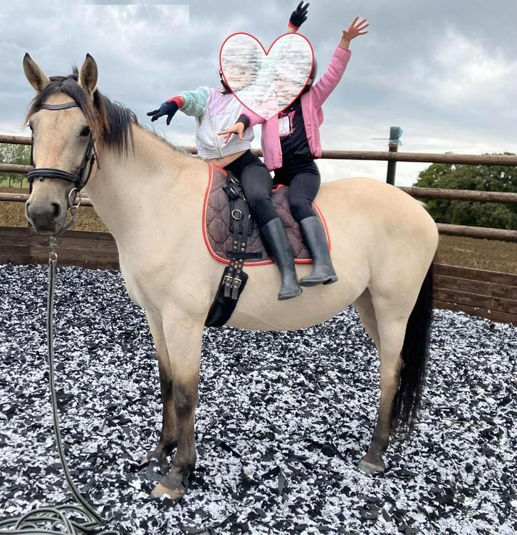 1/3 de pension - Durbuy, Animaux & Accessoires, Chevaux & Poneys | Autres trucs de cheval, Comme neuf, Récréation, Enlèvement