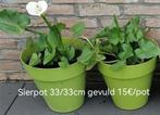 Aaronskelken in grote  siercaspot, Vaste plant, Halfschaduw, Zomer, Ophalen