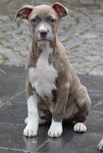 Amerikaanse Stafford pup, Dieren en Toebehoren, België, CDV (hondenziekte), 8 tot 15 weken, American Staffordshire Terriër