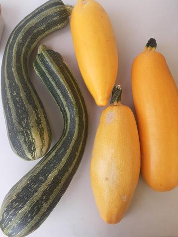 Bio courgettes beschikbaar voor biedingen