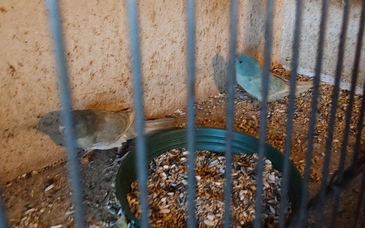 2 Jonge koppels kakariki, Dieren en Toebehoren, Vogels | Parkieten en Papegaaien, Parkiet, Geringd