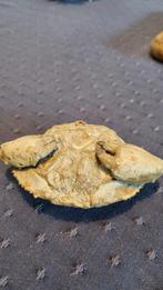 Fossiel Krab, Verzamelen, Mineralen en Fossielen, Ophalen of Verzenden, Fossiel