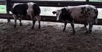 stieren bwb, Dieren en Toebehoren, Mannelijk, 0 tot 2 jaar