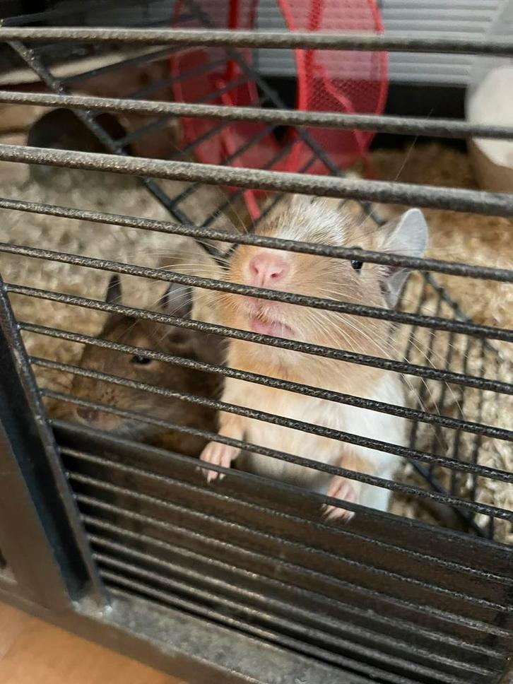 Onze 2 knapperds - Degoes zoeken een nieuwe thuis, Dieren en Toebehoren, Knaagdieren, Mannelijk, Overige typen, Oktober, Tam