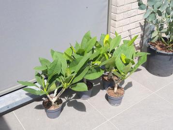 plumeria (frangipani) beschikbaar voor biedingen