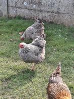 Wyandotte hennen, Dieren en Toebehoren, Pluimvee