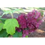 Hydrangea quercifolia Amethyst, Ophalen