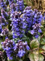 kruipend zenegroen (ajuga), Ophalen