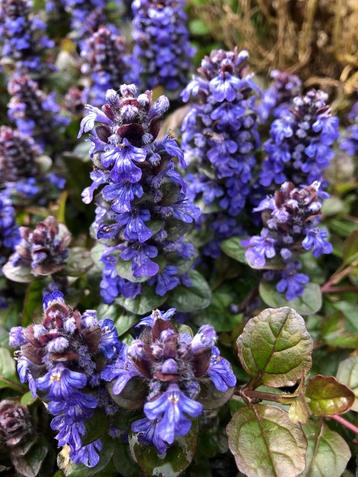 kruipend zenegroen (ajuga)