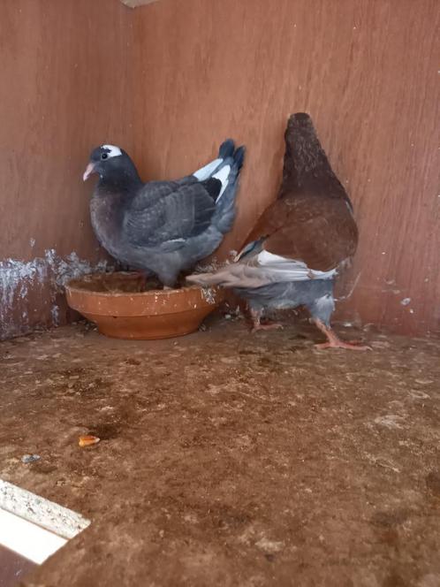 jonge vleesduiven te koop, Dieren en Toebehoren, Vogels | Duiven, Overige soorten, Meerdere dieren