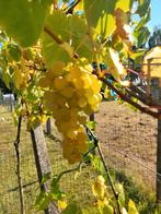 Witte pitloze druifjes, Overige soorten, Lente, Minder dan 100 cm, Ophalen