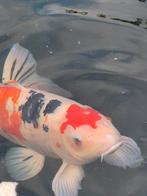 Japanse koi Sanke van +60cm, Dieren en Toebehoren, Vissen | Vijvervissen