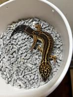 Black night luipaardgekko vrouw, Dieren en Toebehoren, Hagedis, Tam, 0 tot 2 jaar