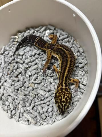 Black night luipaardgekko vrouw beschikbaar voor biedingen