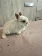 Dwergkonijntje voedster, Femelle, Nain, 0 à 2 ans