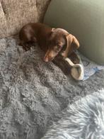 Dwerg teckel teefje 8 maanden, Dieren en Toebehoren, België, Fokker | Hobbymatig, 15 weken tot 1 jaar, Korthaar