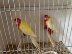 Rosella Lutino koppel, Dieren en Toebehoren, Meerdere dieren, Parkiet, Geringd