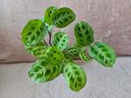 Maranta verte (vendue sans le cache pot), Huis en Inrichting, Kamerplanten, Ophalen of Verzenden
