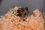 Jonge chinese dwerghamsters, Dieren en Toebehoren, Knaagdieren, November, Hamster
