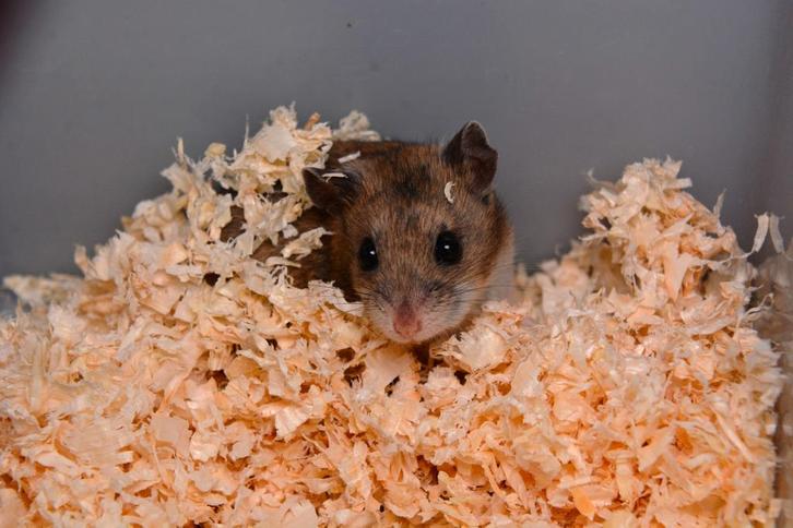 Jonge chinese dwerghamsters, Dieren en Toebehoren, Knaagdieren, Hamster, November