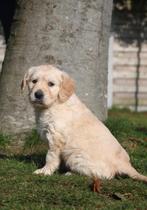 Golden Retriever, Dieren en Toebehoren, Honden | Retrievers, Spaniëls en Waterhonden, Golden retriever, België, CDV (hondenziekte)