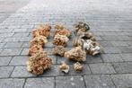 aquariumstenen, Dieren en Toebehoren, Ophalen, Gebruikt, Plant(en), Steen of Hout