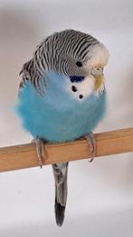 Kans split bw kans split bf, Dieren en Toebehoren, Vogels | Parkieten en Papegaaien