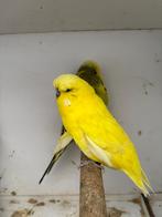 Engelse parkieten koppel, Plusieurs animaux, Perruche, Bagué