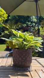 Hosta in prachtige pot winterhard !, Tuin en Terras, Planten | Tuinplanten, Ophalen, Winter
