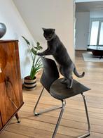 Vintage schoolstoelen met chromé onderstel, 6 stuks, Huis en Inrichting, Stoelen, Ophalen, Gebruikt, Bruin, Vintage