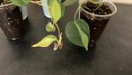 Philodendron Brazil., Huis en Inrichting, Ophalen of Verzenden