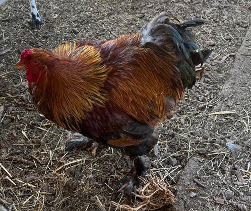 Brahma haan gratis, Dieren en Toebehoren, Pluimvee, Kip, Mannelijk