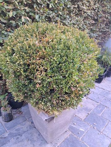Buxus in pot - bol +/- 60 cm beschikbaar voor biedingen