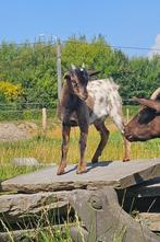 Gecastreerd dwerggeitje, Dieren en Toebehoren