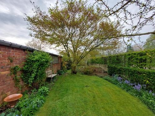 Zaailingen v d moederboom Acer Palmatum, Tuin en Terras, Planten | Bomen, Overige soorten, 250 tot 400 cm, Halfschaduw, Herfst