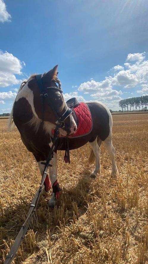 Lieve b pony, Dieren en Toebehoren, Pony's, Merrie, Niet van toepassing, B pony (1.17m tot 1.27m), Recreatiepony, 7 tot 10 jaar