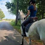 Lieve 9 jarige bwp ruin, Dieren en Toebehoren, Paarden, Gechipt, Ruin, Niet van toepassing, 7 tot 10 jaar