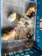 Brahma mix kuikens veel kleuren raszuiver, Dieren en Toebehoren, Pluimvee