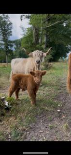 Schotse Hooglander, Dieren en Toebehoren, Runderen, Mannelijk, 0 tot 2 jaar