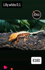 Wimpergekko lilly white, Dieren en Toebehoren