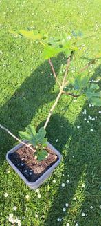 Plantes de figues (figuier), Ophalen